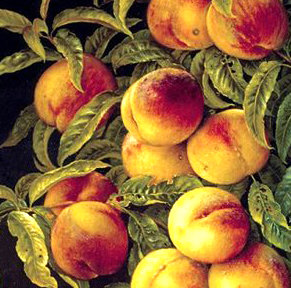Персики - фрукты - оригинал
