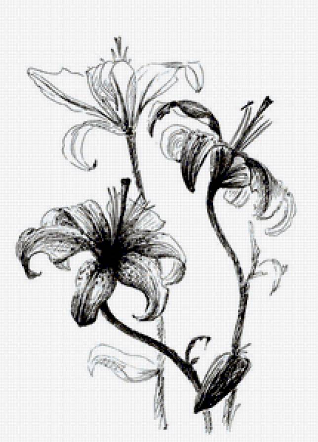 лилии - цветок, лилия, монохром - предпросмотр