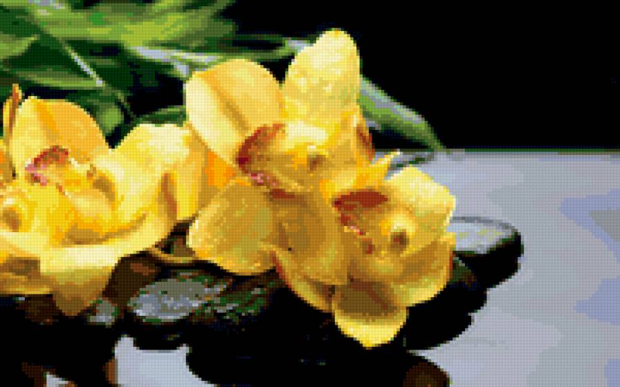 орхидеи - камни, япония, орхидеи, вода, натюрморт - предпросмотр