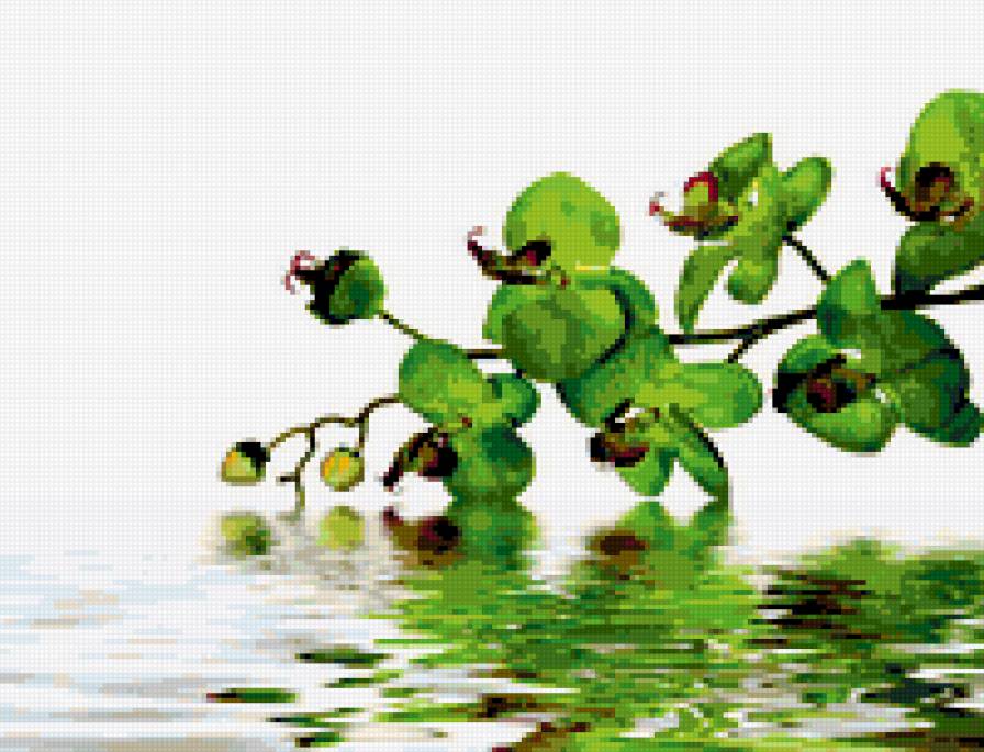 орхидея - вода, натюрморт, орхидея, япония - предпросмотр