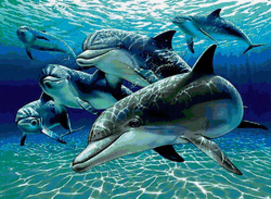Стая - дельфины, животные, море - предпросмотр