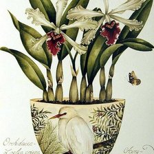 Оригинал схемы вышивки «Серия "Орхидеи"» (№231435)