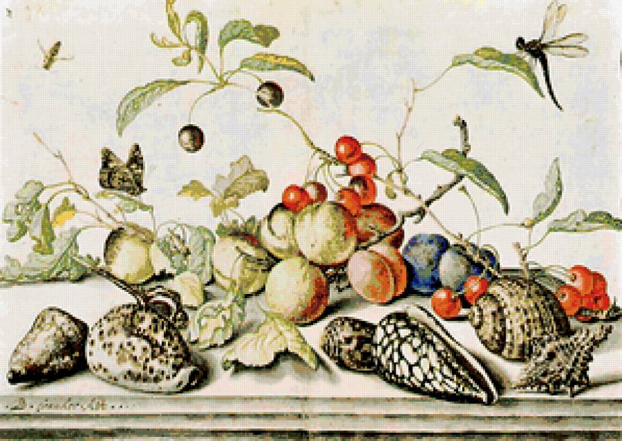 Натюрморт с ракушками - фрукты, натюрморт, цветы, ракушки, ваза - предпросмотр