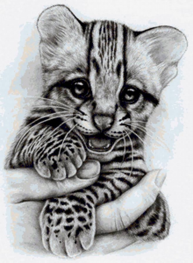 тигренок - черно-белое, животные, монохром, тигренок, дикие кошки, тигр - предпросмотр