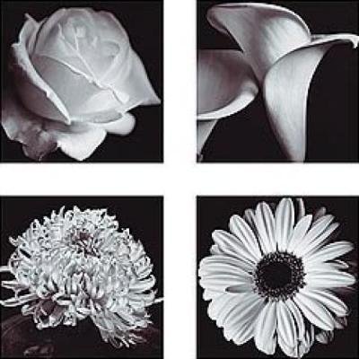 Полиптих монохром - роза, черно-белое, монохром, цветы, полиптих, триптих, ромашки - оригинал
