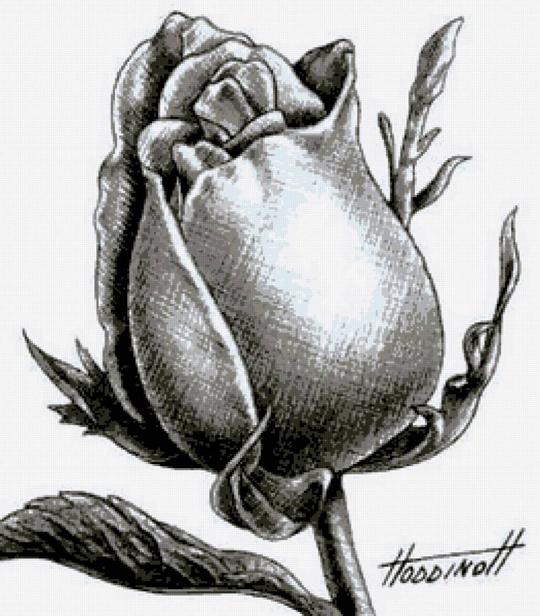 Бутон розы - монохром, черно-белое, цветы, цветок, розы, роза, бутон - предпросмотр