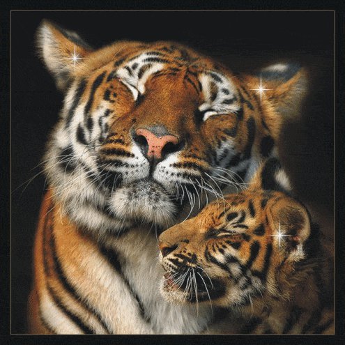 тигры - животные, кошки, тигры - оригинал