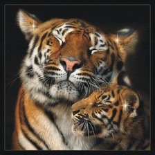 Оригинал схемы вышивки «тигры» (№233566)