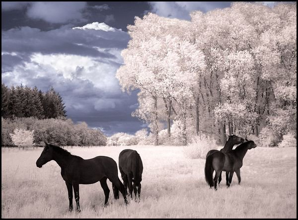 лошади в поле - животные, лошади, природа, пейзаж - оригинал