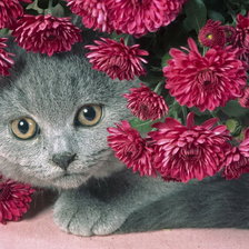 кошка в цветах