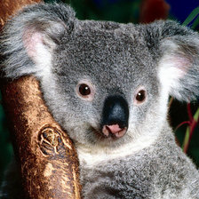 Схема вышивки «коала»