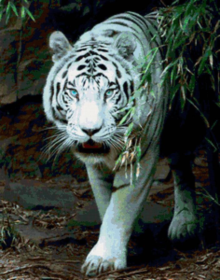 тигр - тигры, животные, кошки - предпросмотр