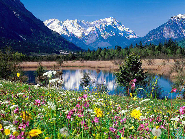 пейзаж - горы, цветы, пейзаж, природа - оригинал