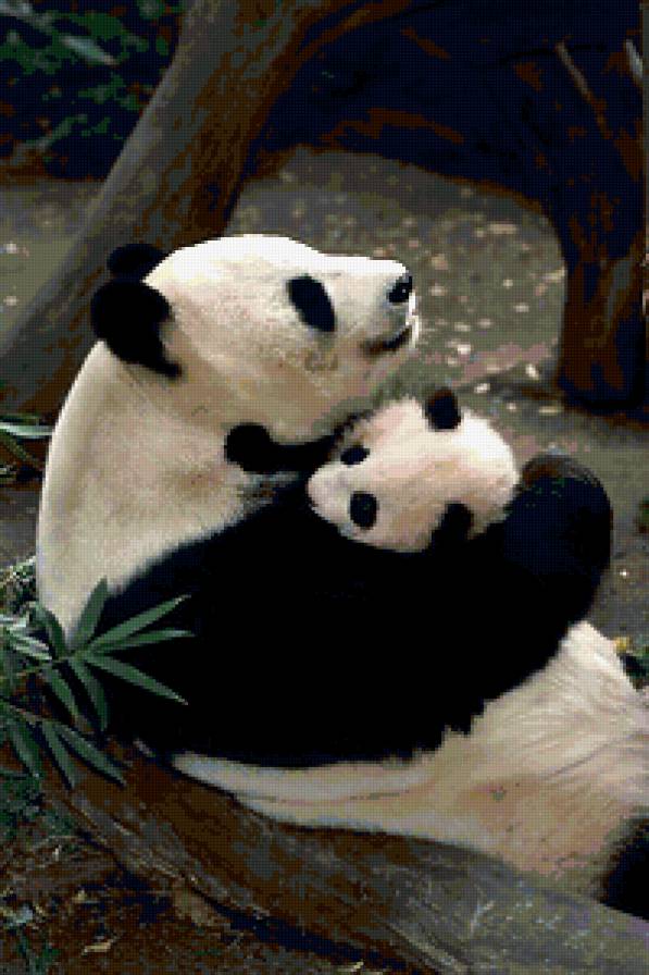 Баюшки-баю - животные, панда - предпросмотр