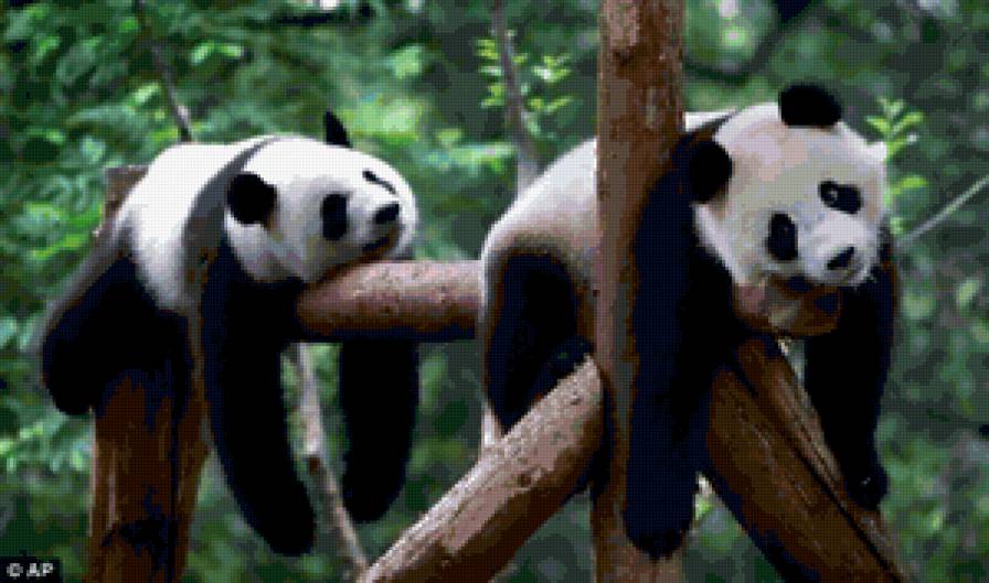 На отдыхе - отдых, животные, панда - предпросмотр