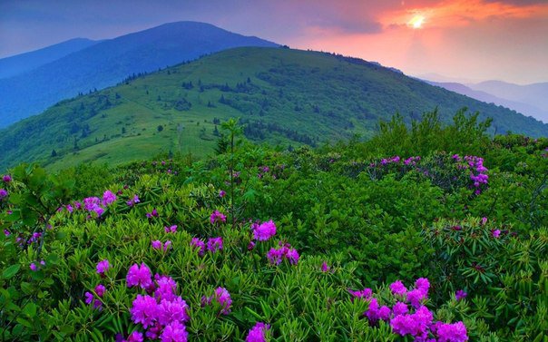 Горный пейзаж - цветы, горы, пейзаж - оригинал