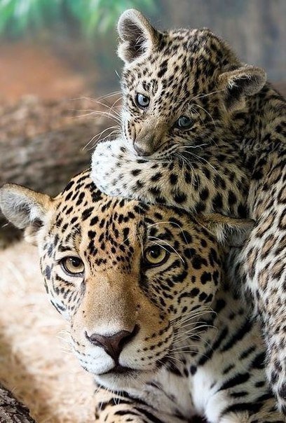 Леопарды - мать и дитя, гепард, леопард, лев, животные - оригинал