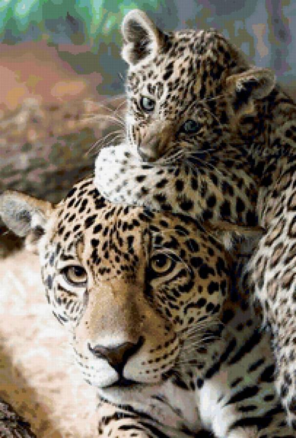 Леопарды - леопард, лев, мать и дитя, гепард, животные - предпросмотр