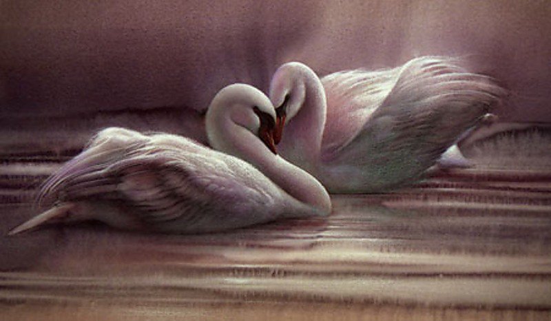 лебеди - нежность, природа, любовь, птицы - оригинал
