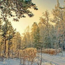 зимний лес в Сибири