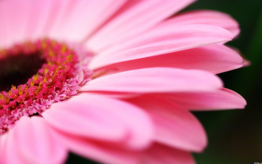 розовый цветок - цветок, растения - оригинал