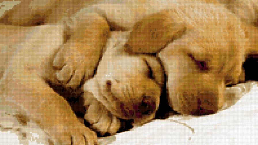 Спящие щенки - щенок, собаки, животные - предпросмотр