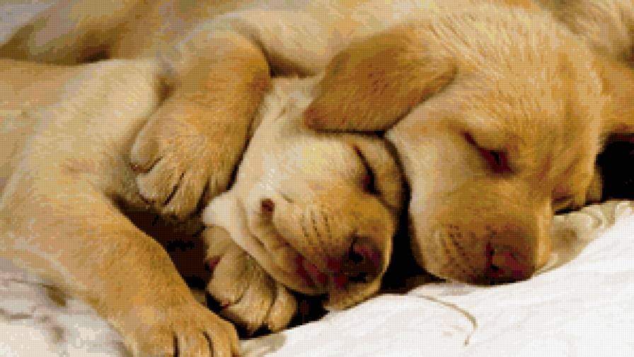Спящие щенки - щенок, животные, собаки - предпросмотр