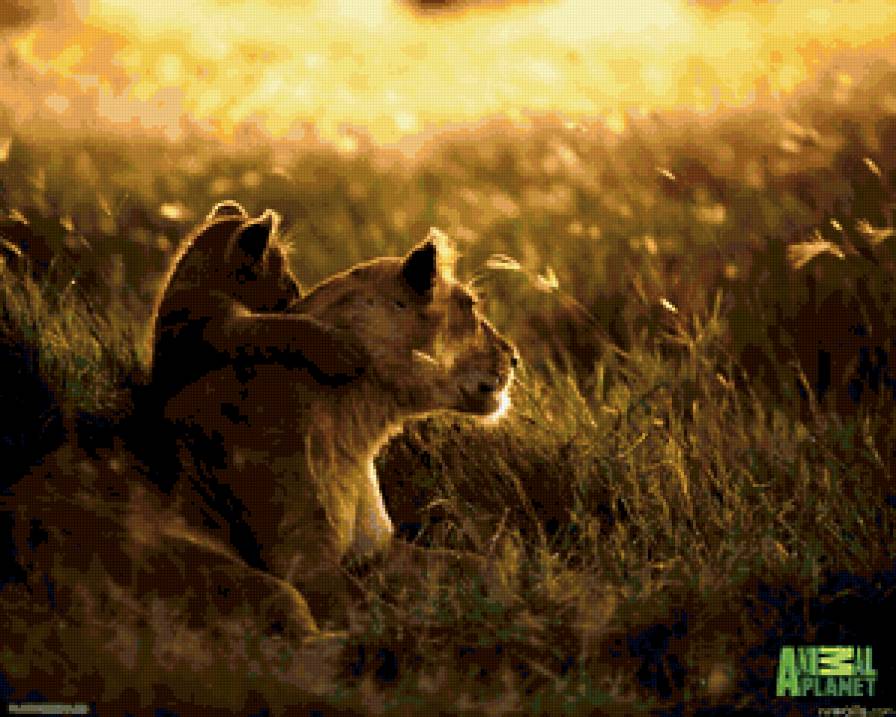 Львица со львенком - львенок, мать и дитя, животные, львы - предпросмотр
