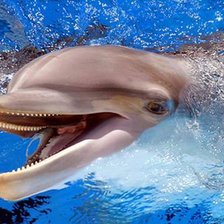 дельфин Ника