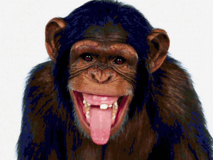 шимпанзе - предпросмотр