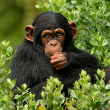 Схема вышивки «шимпанзе»