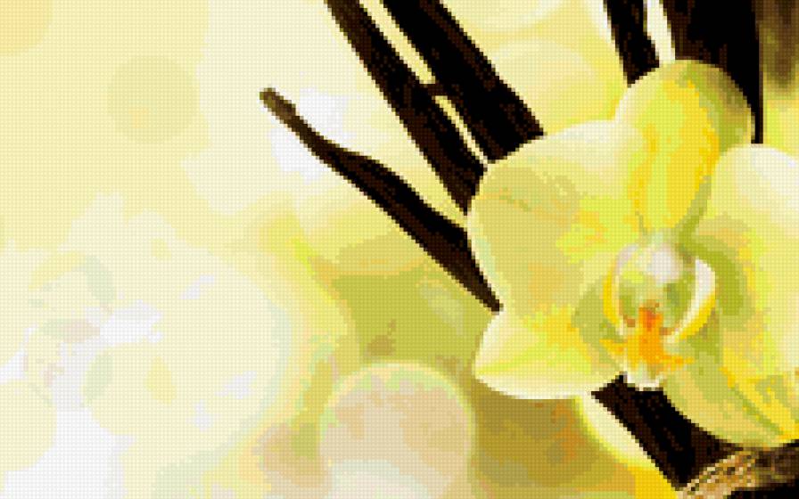 желтая орхидея - предпросмотр