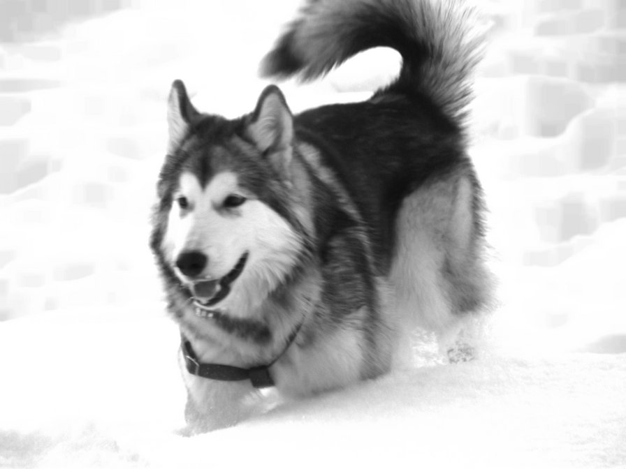 маламут в снегу - собака, снег - оригинал