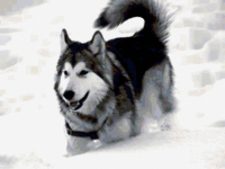 маламут в снегу - снег, собака - предпросмотр