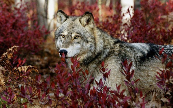 волк - лес, осень, животные, хищник - оригинал