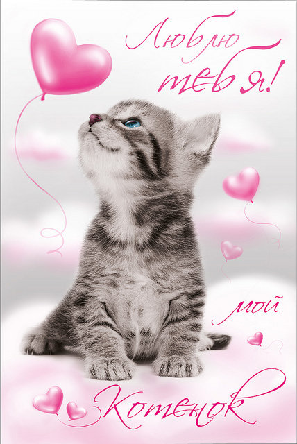 котенок - кошки, надписи, валентинка, котик, влюбленных, любовь, коты, животные - оригинал