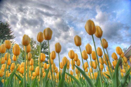 Жёлтые тюльпаны - тюльпан, цветы, пейзаж, небо - оригинал