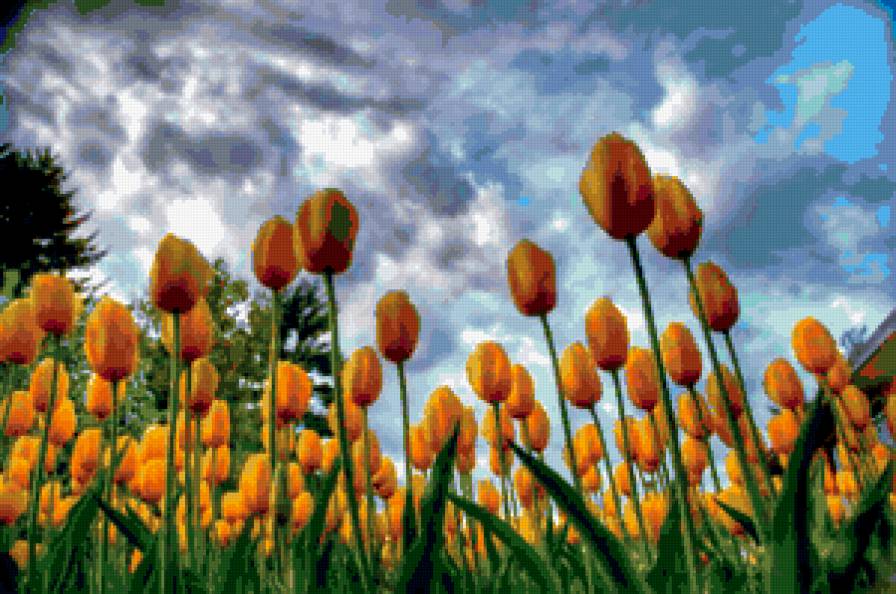 Жёлтые тюльпаны - пейзаж, тюльпан, цветы, небо - предпросмотр