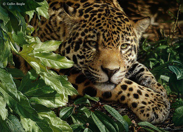 Леопард - дикие кошки, животные, природа, леопард - оригинал
