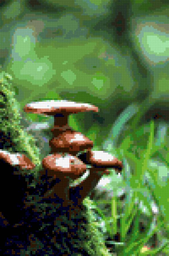 Грибы - грибы, трава, лес - предпросмотр