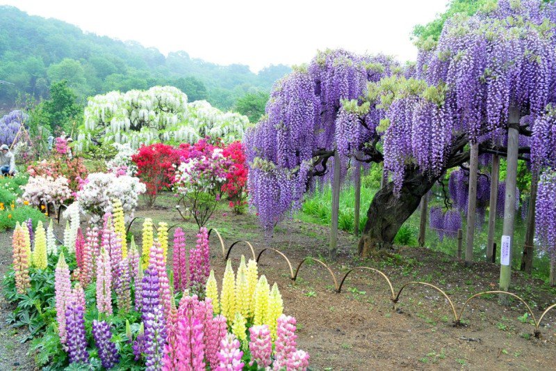 Цветущие сады Японии - оригинал