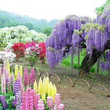 Цветущие сады Японии