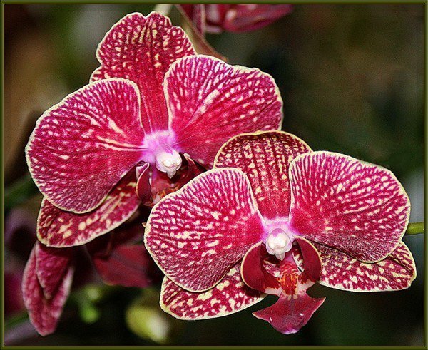 ОРХИДЕЯ - цветы, орхидея - оригинал