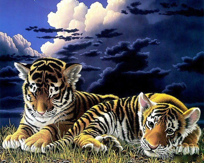 тигрята ,тигр 2 - тигр, тигрята, кот - оригинал