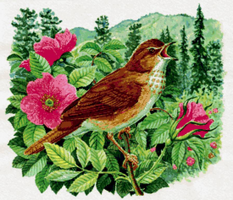 пестрогрудка - птица, птичка, птицы, природа - предпросмотр