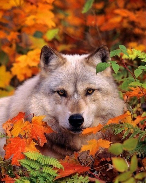 волк - осень, волк - оригинал