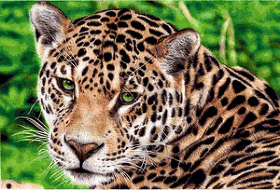 ягуар - ягуар, взгляд, дикие кошки - предпросмотр
