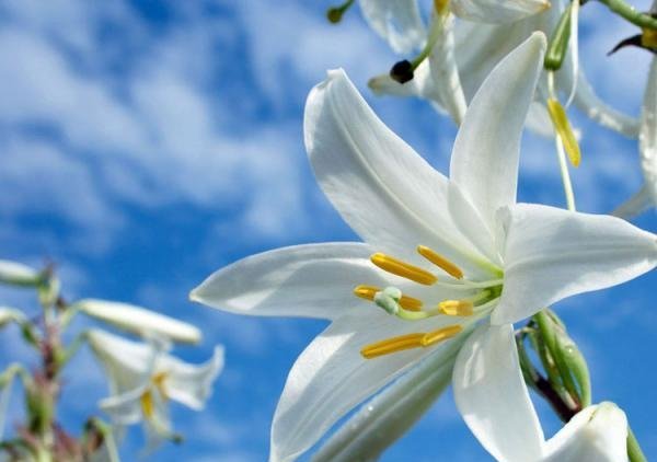 Лилии - цветы, лилии, прелесть, белые цветы, небо - оригинал