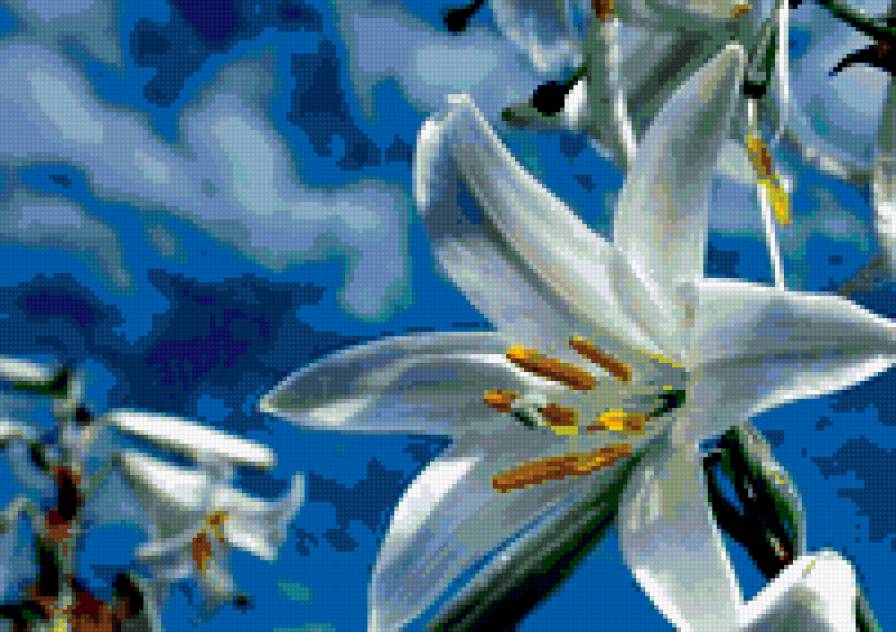 Лилии - белые цветы, цветы, небо, лилии, прелесть - предпросмотр
