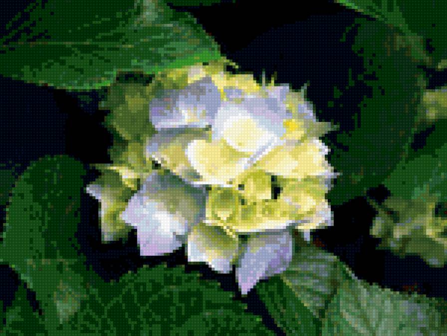 гортензия - цветы - предпросмотр
